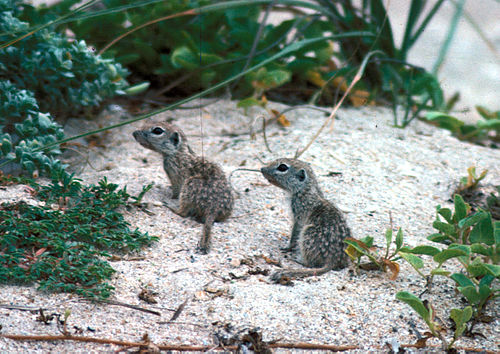 Spotted ground squirrel